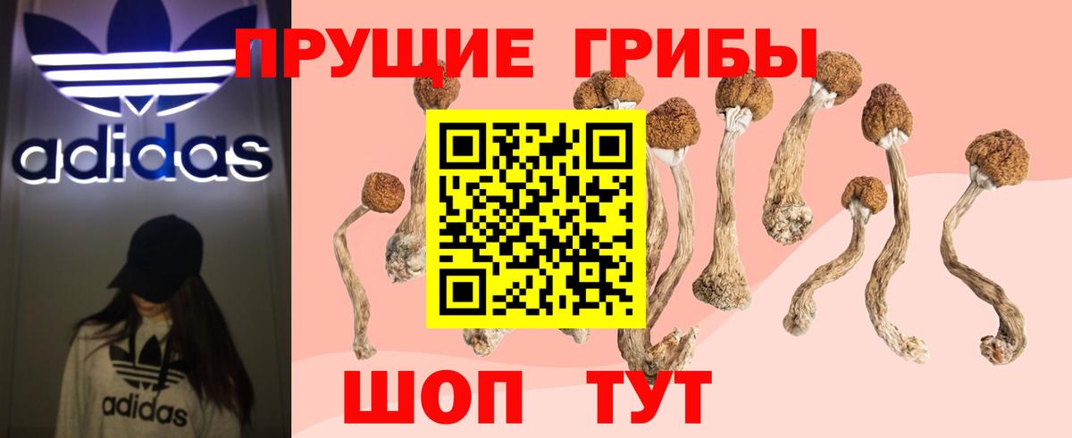Сухой Лог  купить закладку  Вход с VPN  Галлюциногенные грибы Psilocybe 